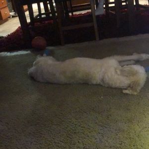 Meet your Posher, Joe